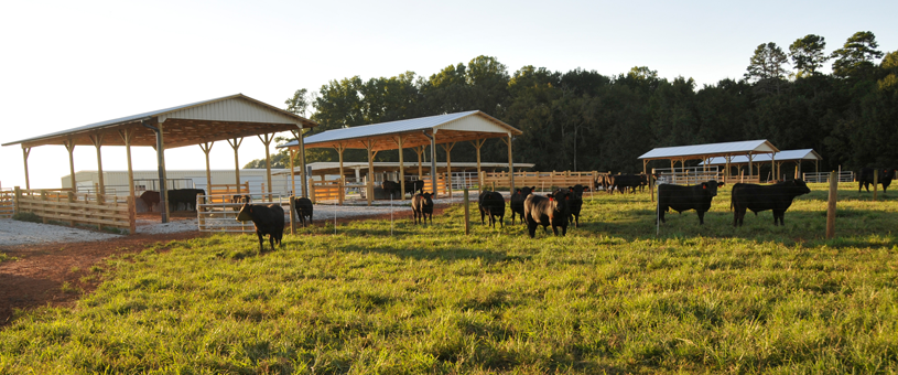 cows at feed troughs on clemson campus