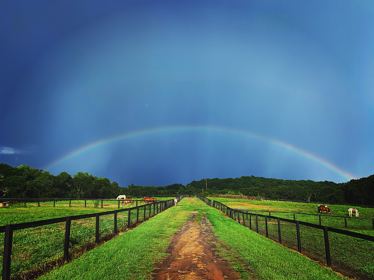 rainbow over horses grazing in fields