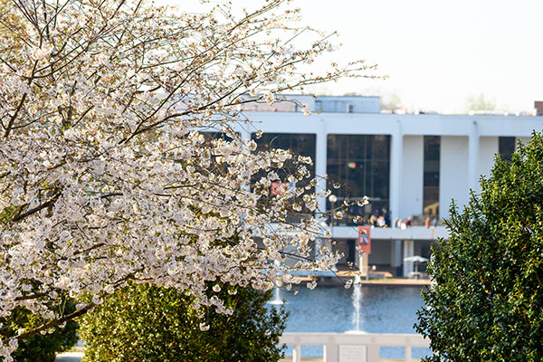 View of the library past a tree in bloom with white flowery blooms.