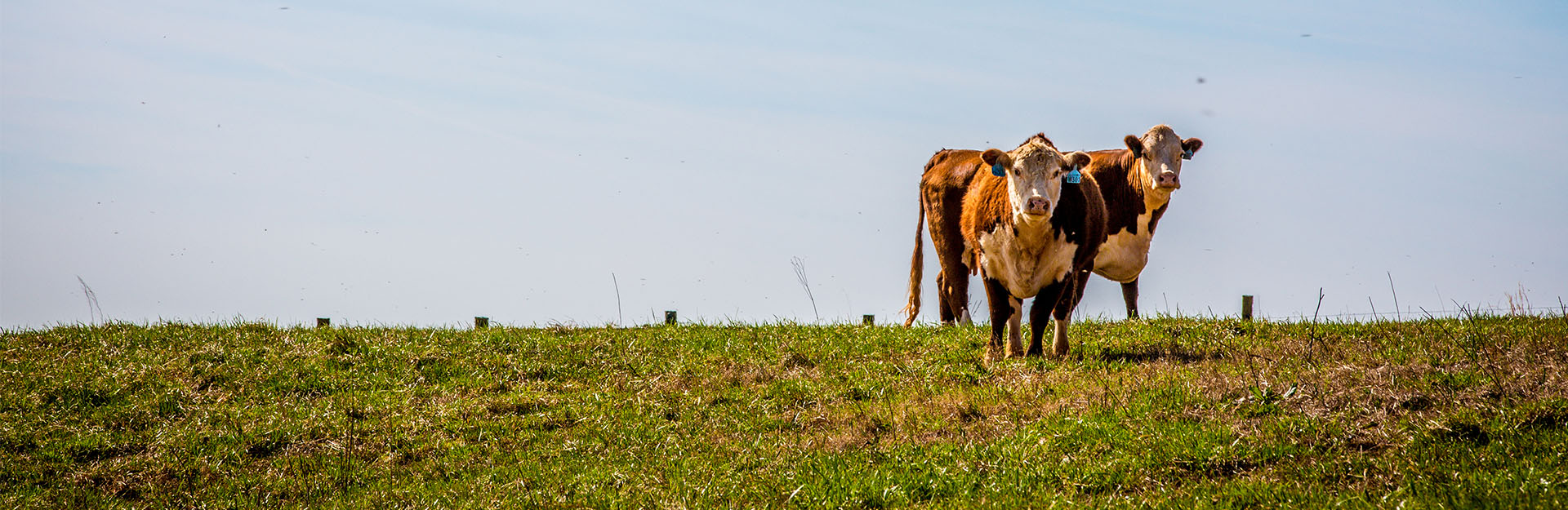 bulls in a field