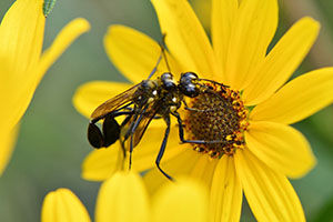 mating thread-waisted wasps on swamp sunflower