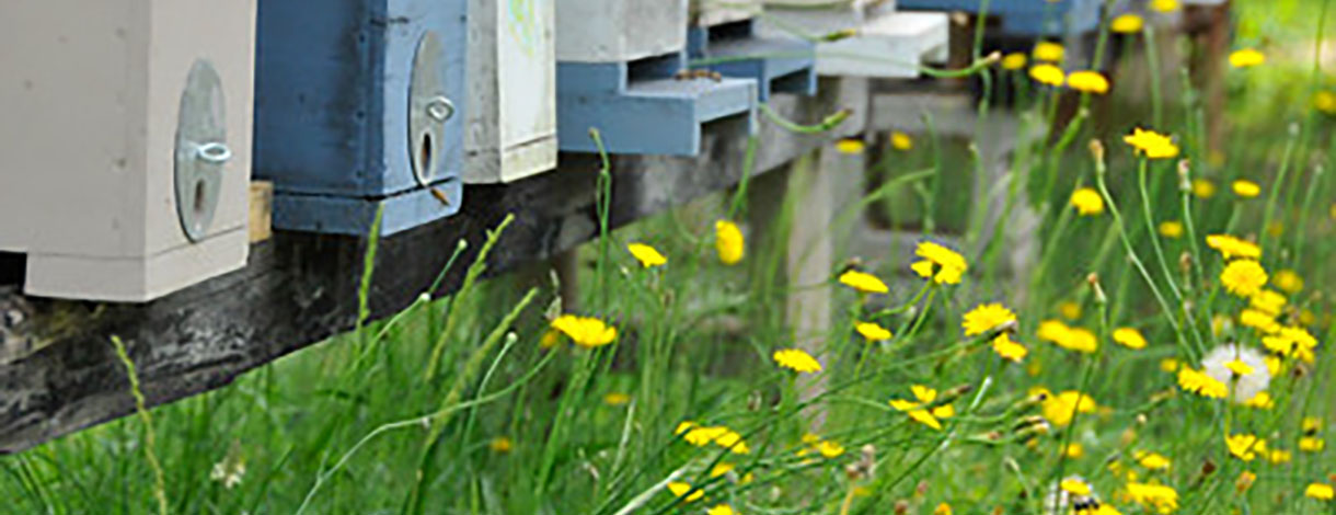 Row of honey bee hives with wildflowers