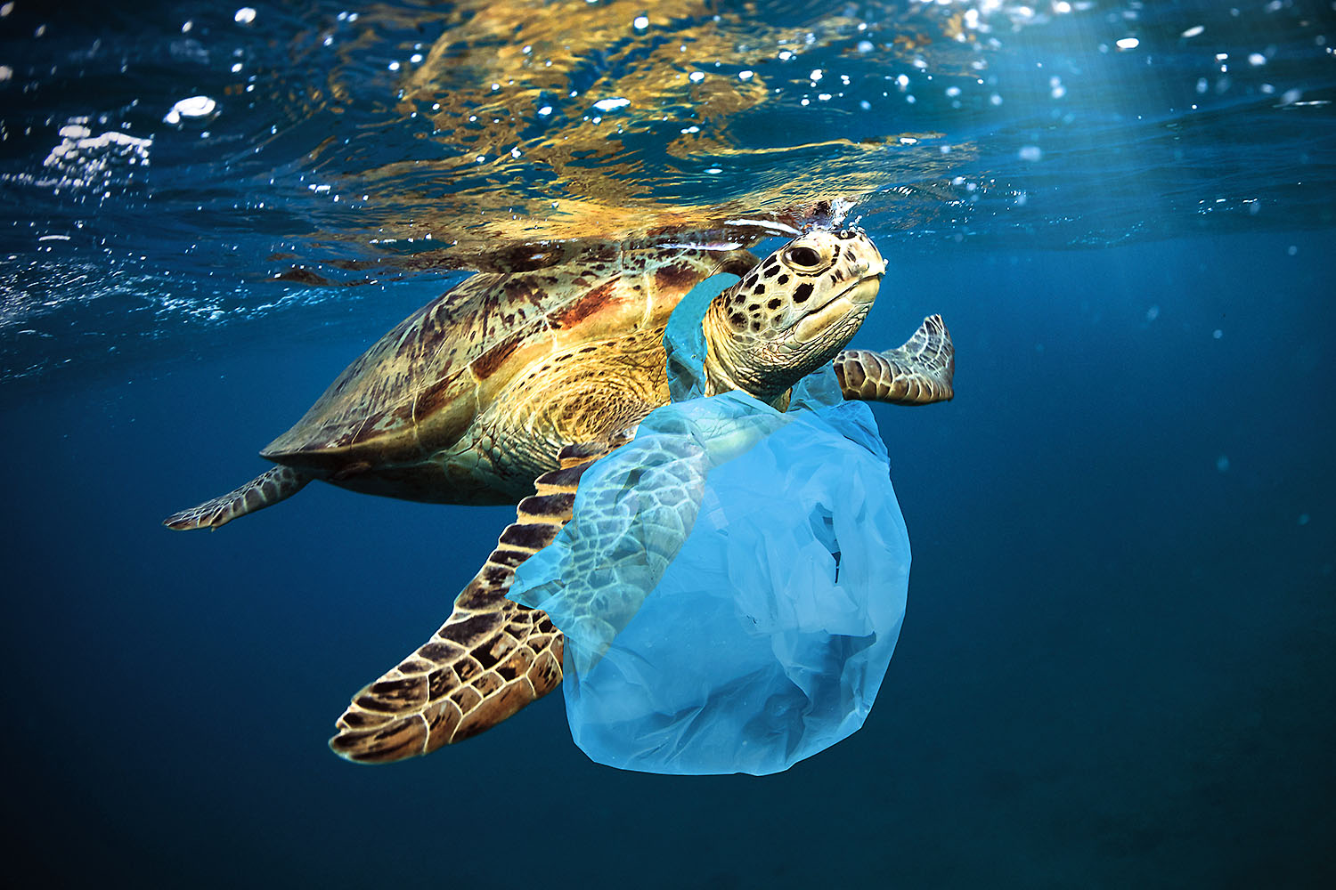 A turtle in water with a plastic bag wrapped on its leg.
