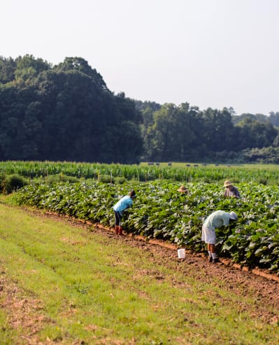 Clemson students harvest plants at a research farm.