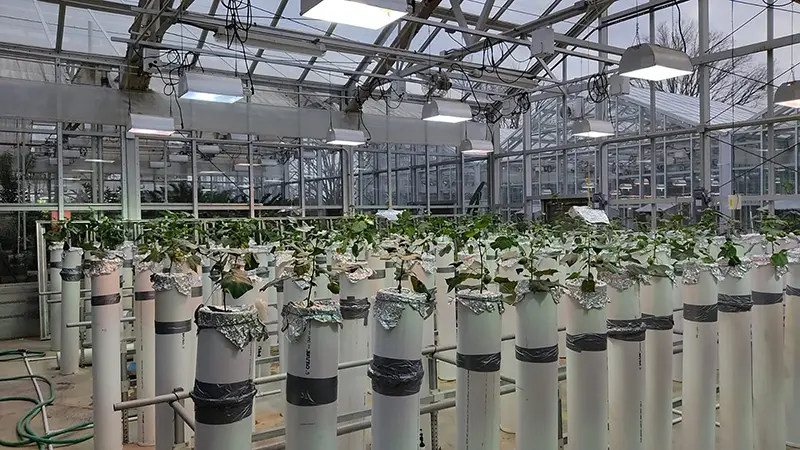 cotton plants in a greenhouse