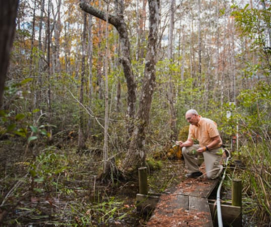 Clemson researcher kneels on footbridge in a marsh to examine a plant.