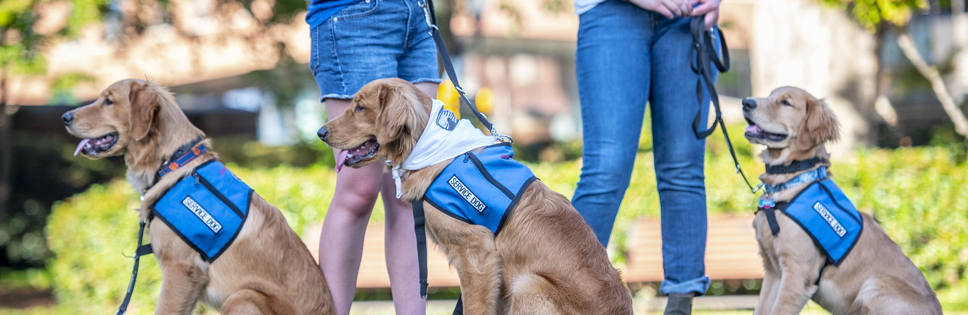 service dogs on leashes