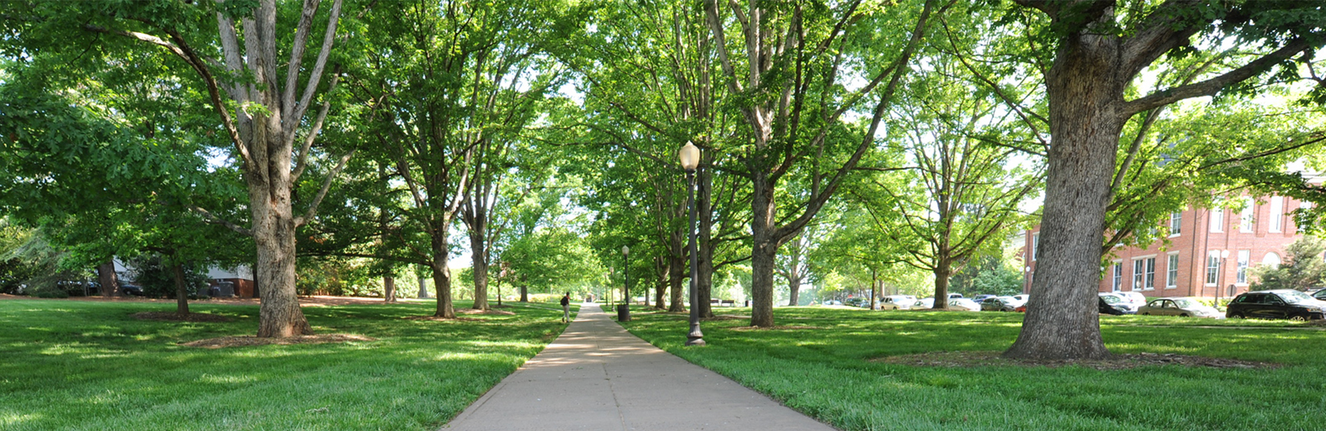 sidewalk lined with light posts and tall oak trees with green foliage and green grass 