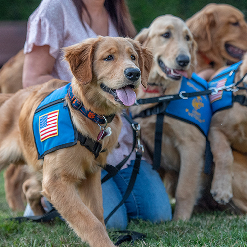 several golden retrievers with service vests on standing with their handlers and looking near the camera