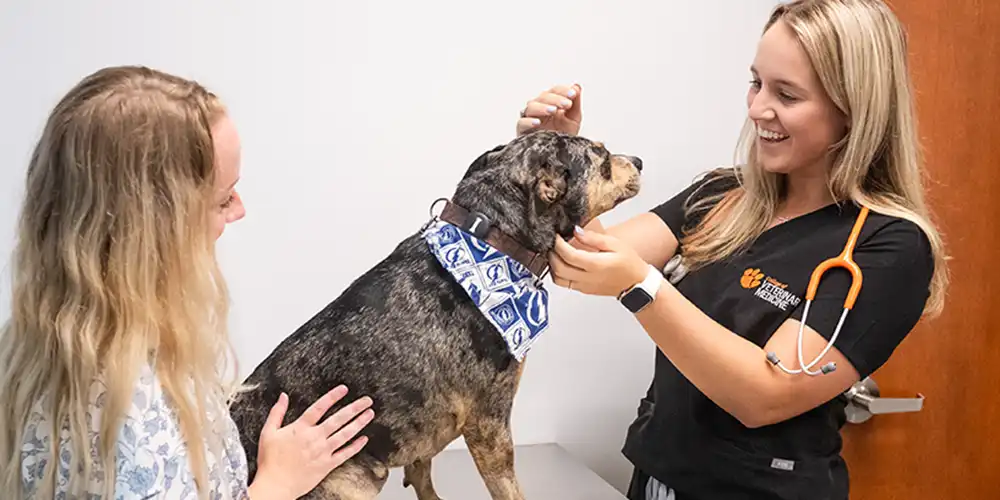 A vet tech student in scrubs assesses a dog at an exam table