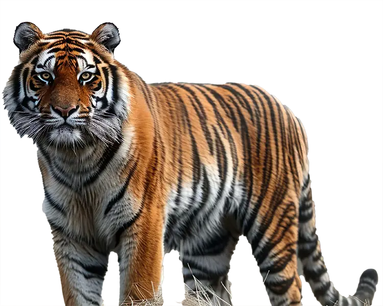 An ai generated image of a tiger standing in a field 