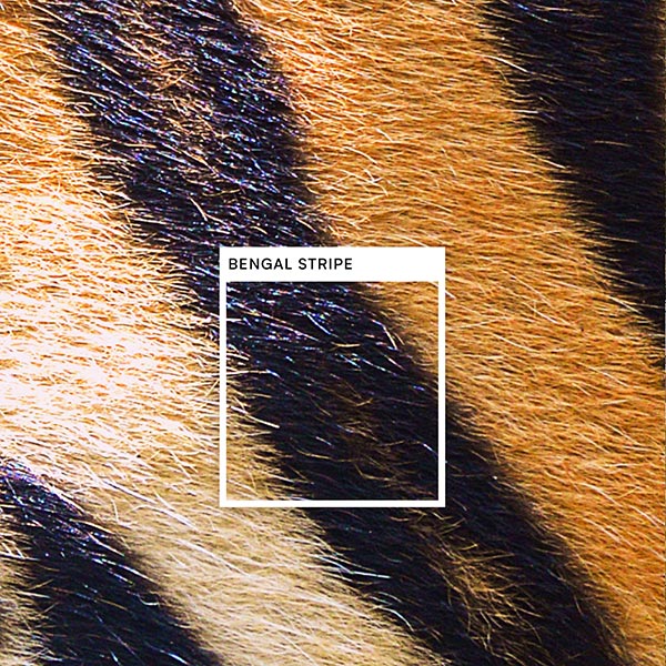 A square is overlaid on a black section of orange and black striped Tiger fur with the color title, Bengal Stripe.