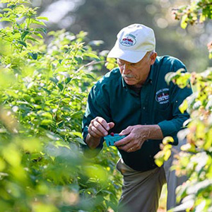 A kneeling man inspects a row of plants in a greenhouse.