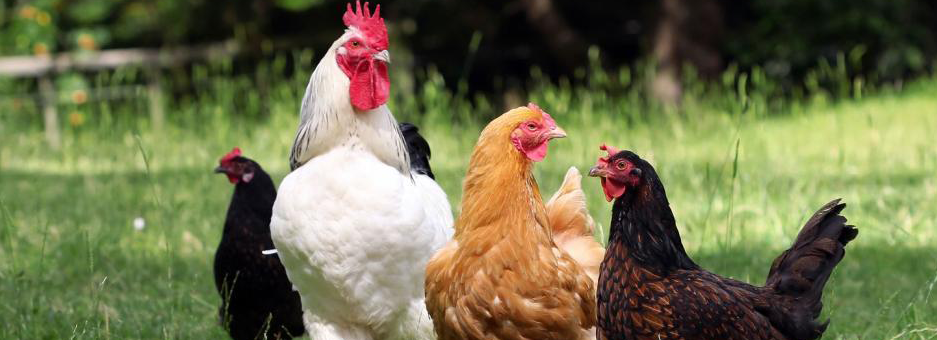 chicken poultry farm for sale in south carolina