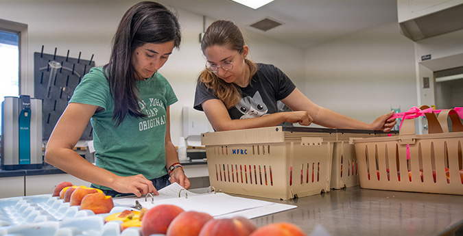 students making records of apples