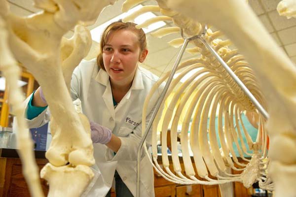 student looking at an animal skeleton