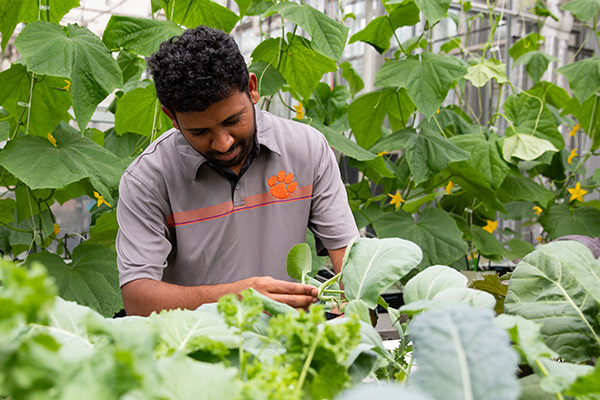 graduate student in a greenhouse