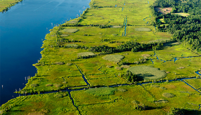 Aerial view of rice fields