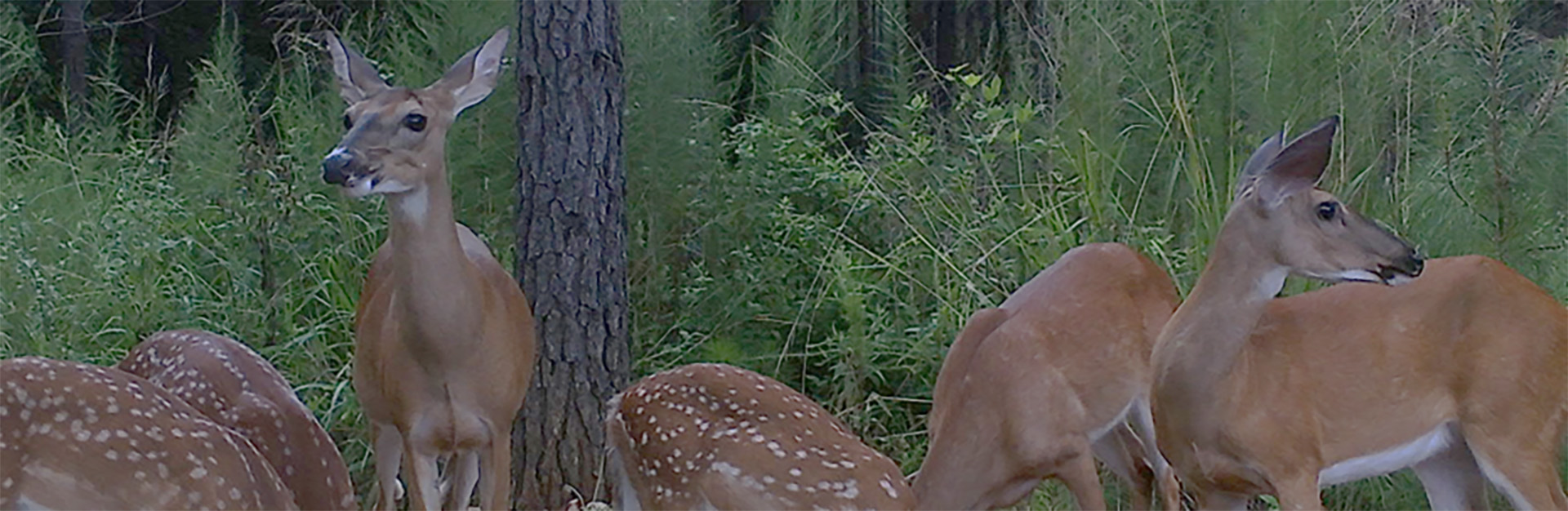 a family of deer in a forest