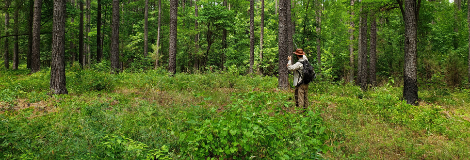 Student working in Forest