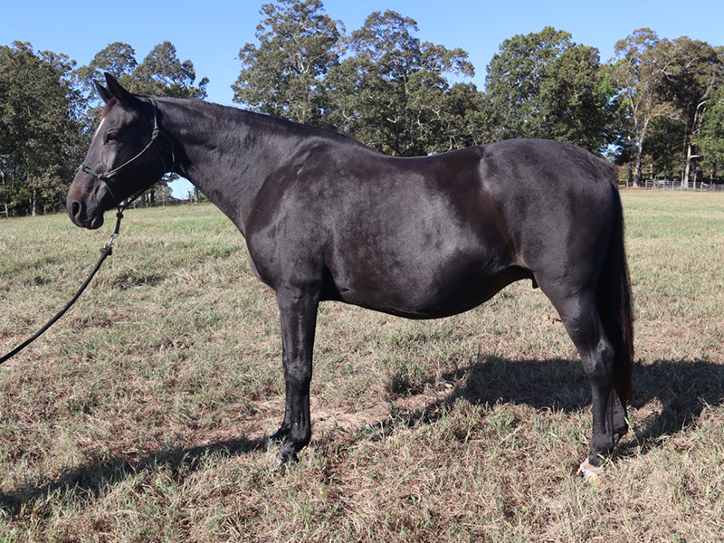 Bunny West 2007 Black Warmblood mare