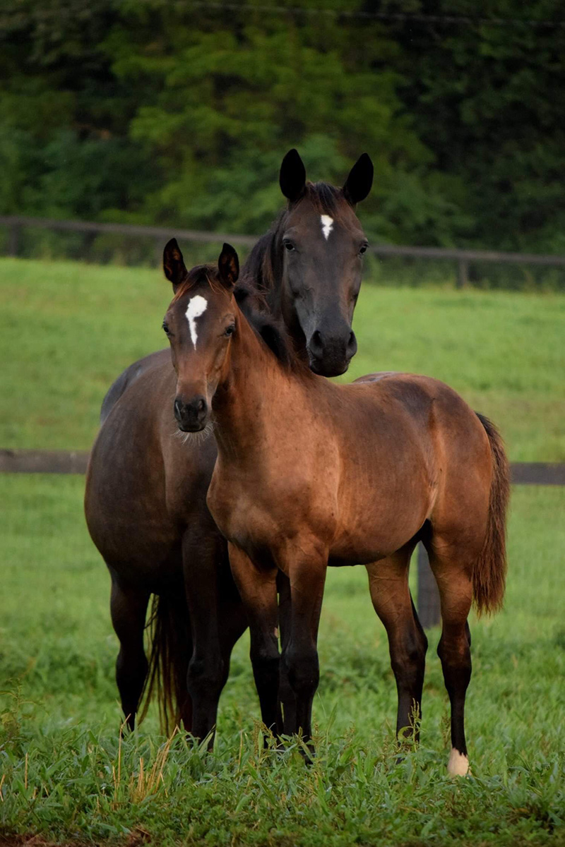 Bunny West 2007 Black Warmblood mare