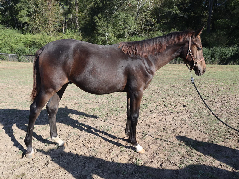 2024 Bay Warmblood Colt