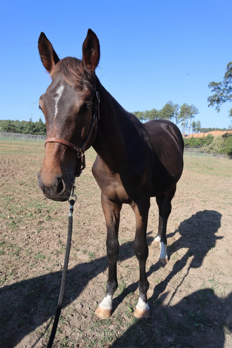 2024 Bay Warmblood Colt