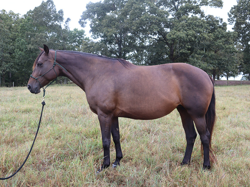 Fina 107 2017 Bay Mecklenburg mare