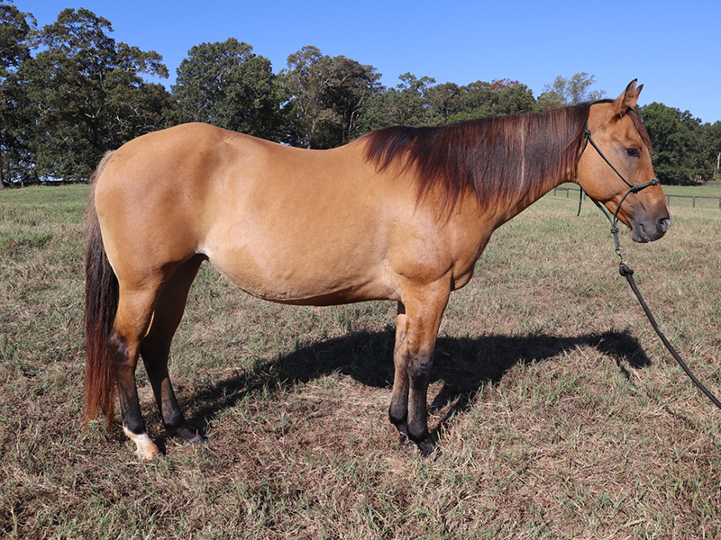 Petit Dun It Jazz 2007 Dun AQHA Mare