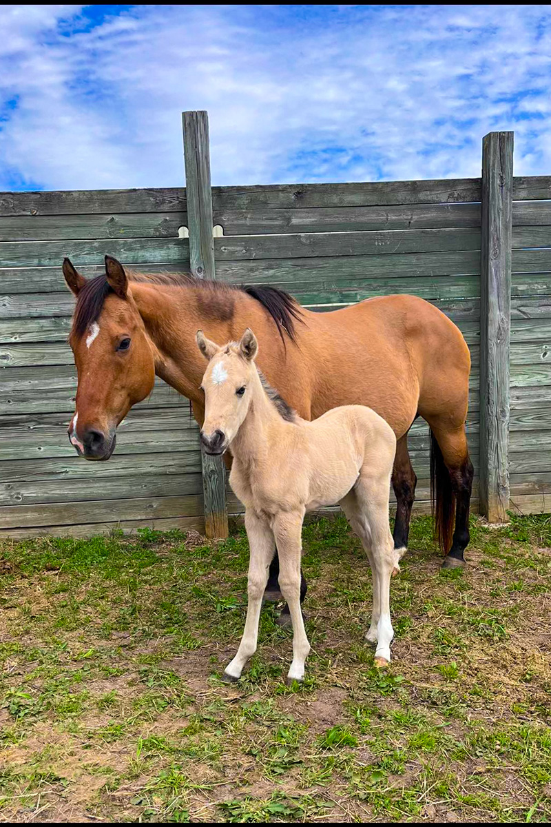 Petit Dun It Jazz 2007 Dun AQHA Mare