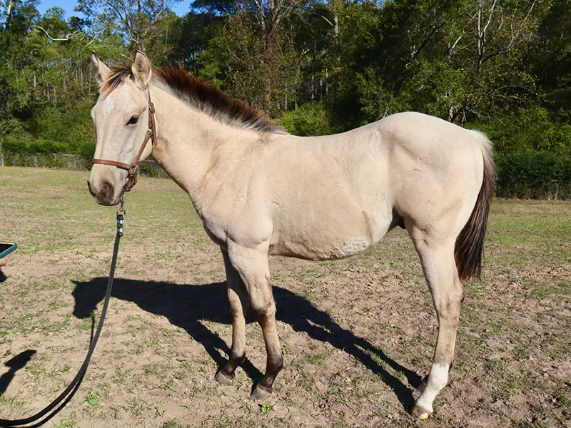 2024 AQHA Buckskin Colt