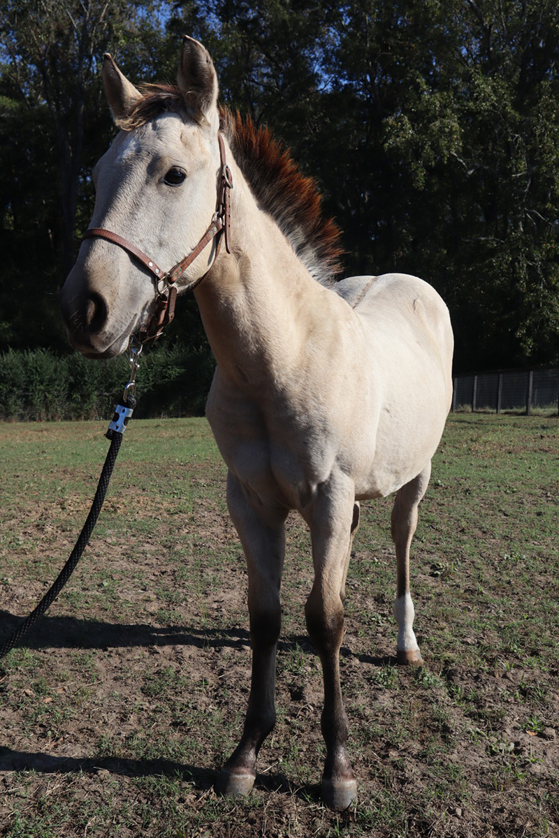 2024 AQHA Buckskin Colt