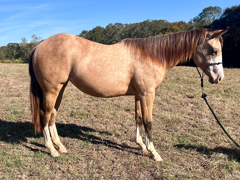 2023 AQHA/APHA Buckskin Filly