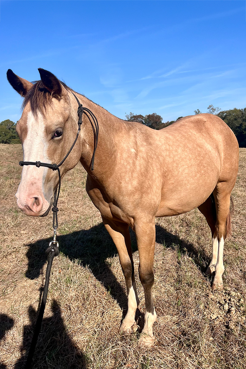 2023 AQHA/APHA Buckskin Filly