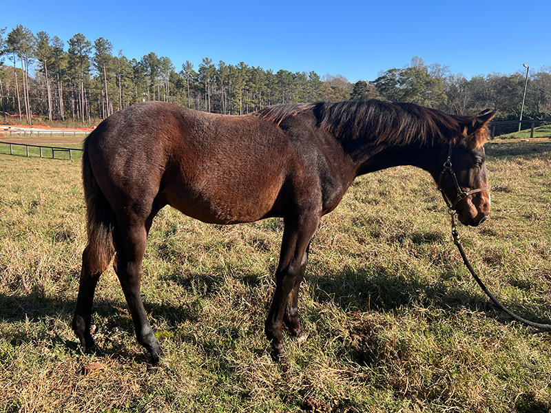 2024 Bay Warmblood Colt