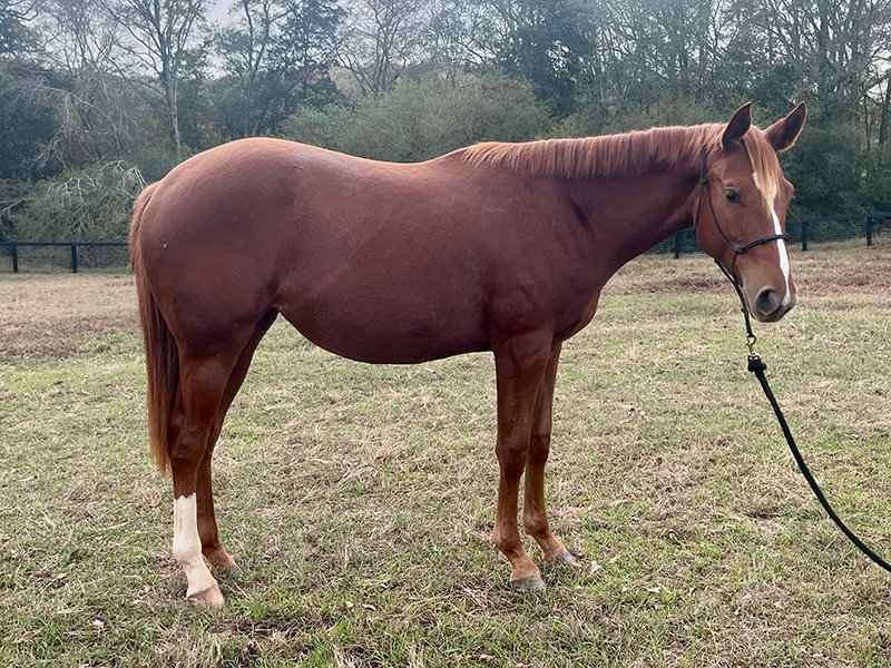 2023 AQHA Chestnut Filly