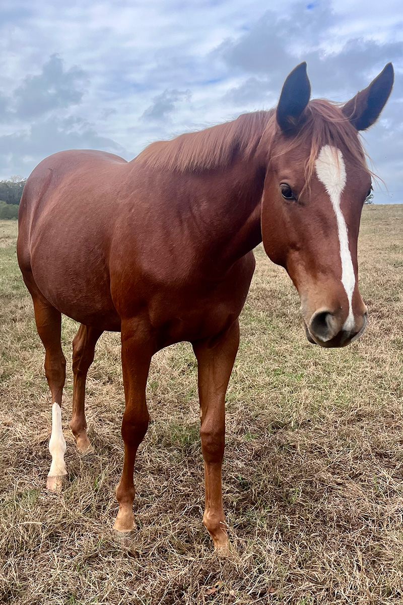 2023 AQHA Chestnut Filly