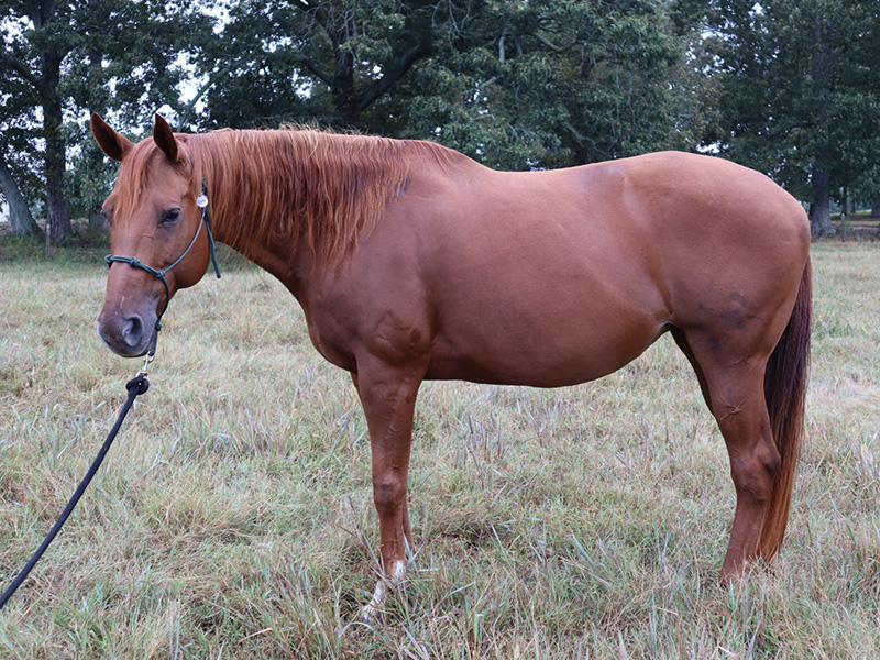 Unlike Anything 2012 Sorrel AQHA mare