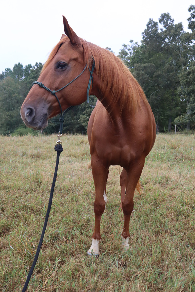 Unlike Anything 2012 Sorrel AQHA mare