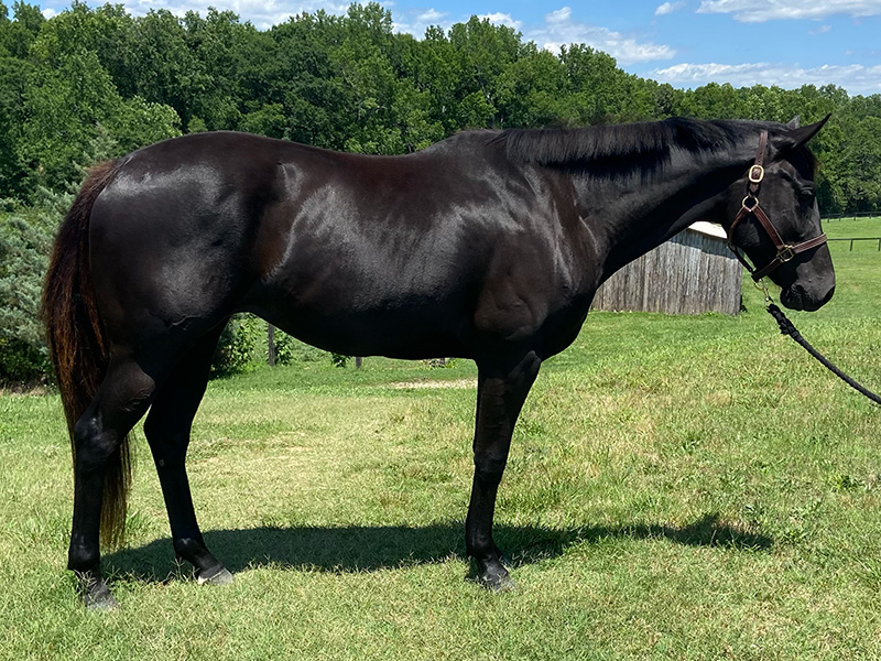 2021 AQHA Black Mare