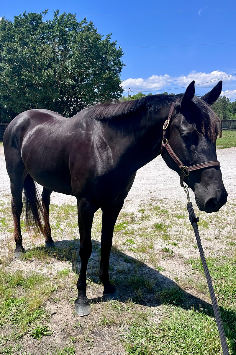 2021 AQHA Black Mare