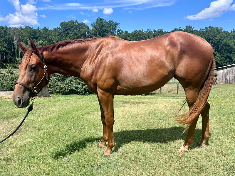 2022 AQHA Chestnut Filly