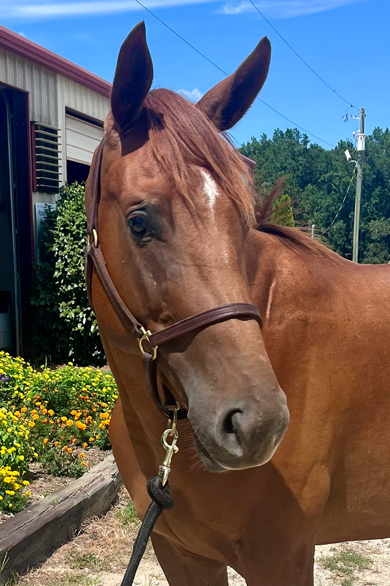 2022 AQHA Chestnut Filly