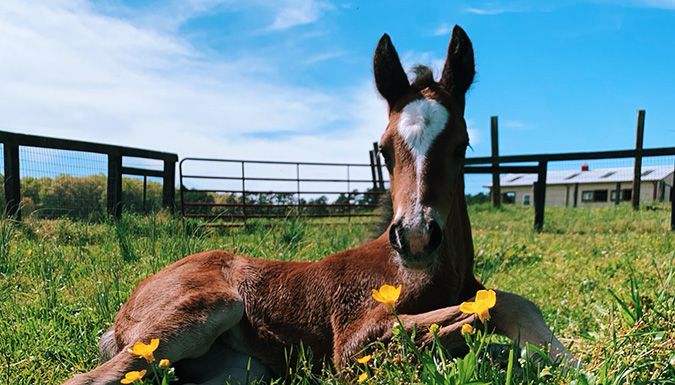 horse sitting in a field