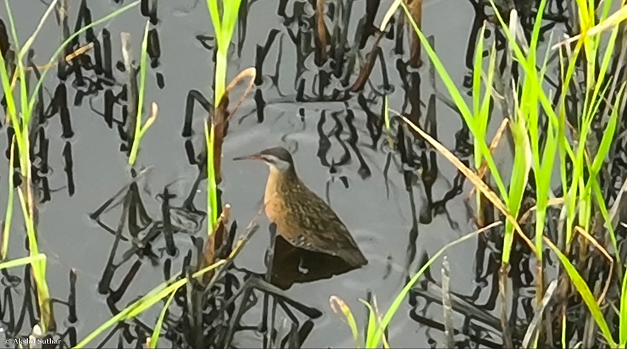 marsh bird in a lake