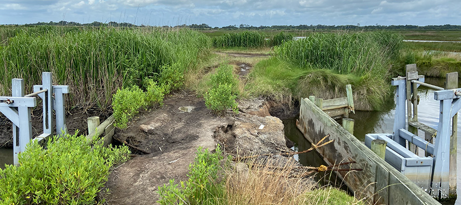 above view of waterfowl swimming in marsh