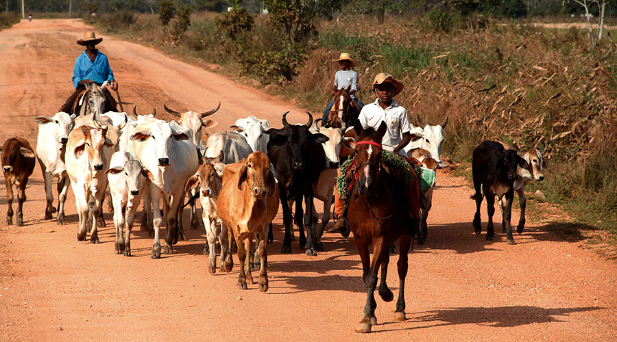 cowboy riding with all his bulls