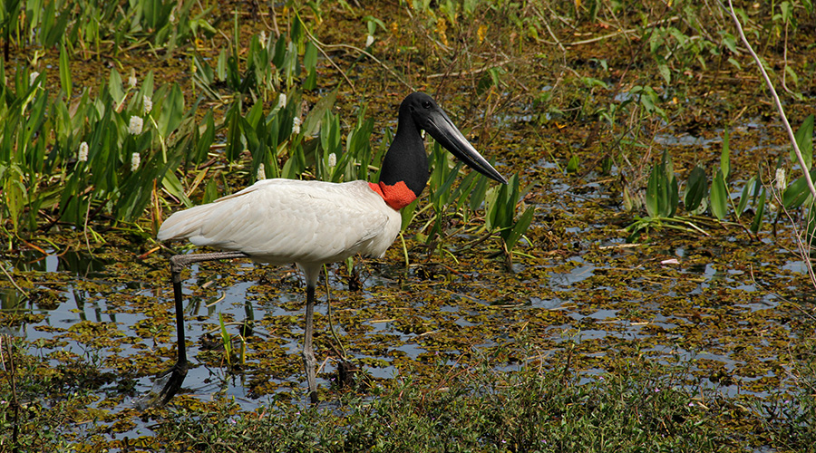 bird in the marsh