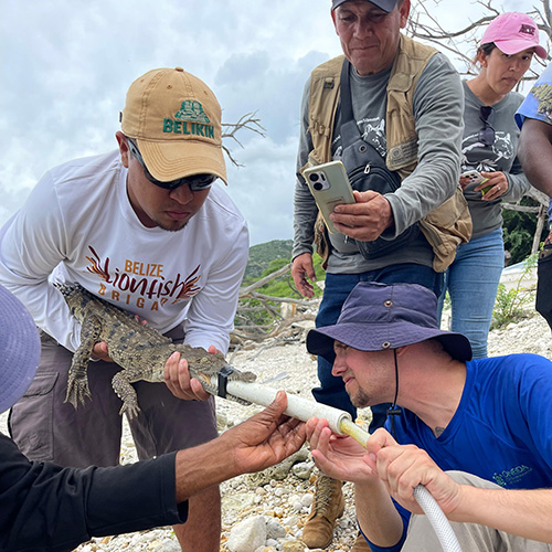 students making measurements on a alligator